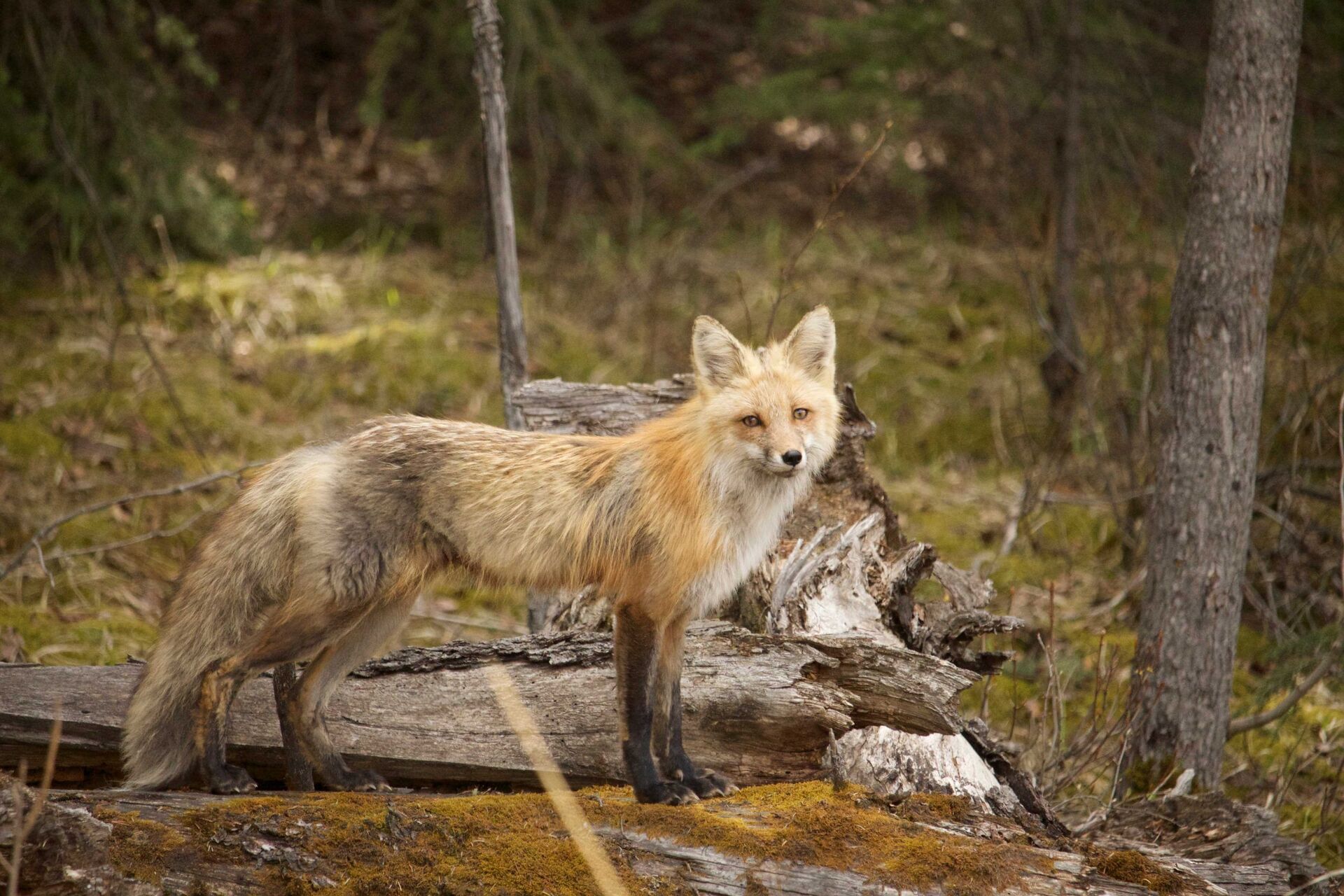 Découvrez toute la richesse de la faune au parc national de Banff