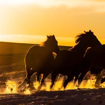 East Coulee, wild horses - Route des cowboys