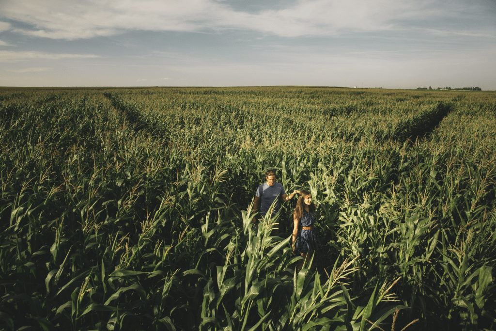 Lethbridge Corn Maze Tourisme Alberta
