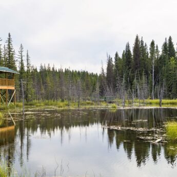 Beaver Boardwalk -CR- website Hinton