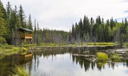 Beaver Boardwalk -CR- website Hinton