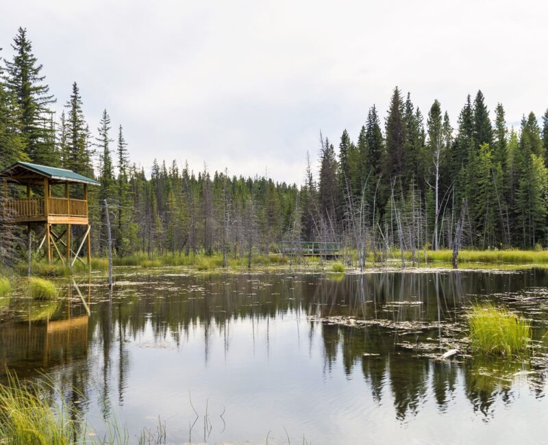 Beaver Boardwalk -CR- website Hinton
