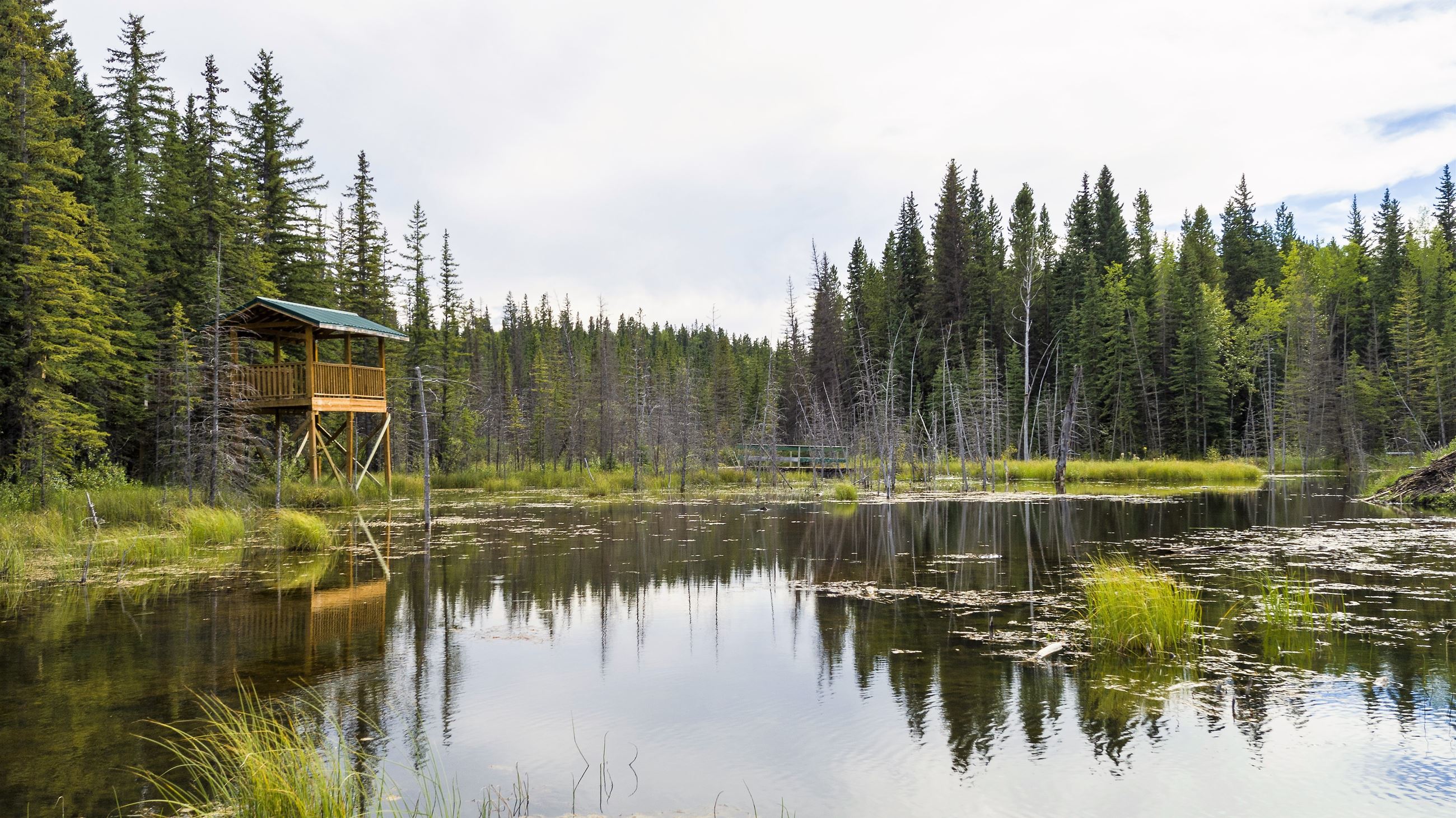 Beaver Boardwalk -CR- website Hinton