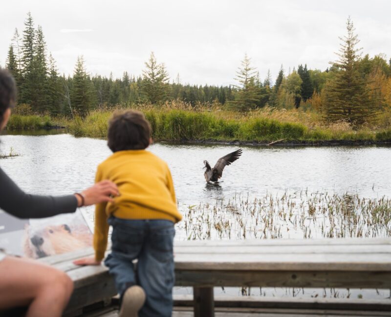 Beaver Boardwalk2 -CR- Hinton Northern Rockies