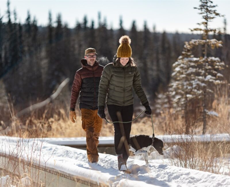 Beaver Boardwalk4 -CR- Hinton Northern Rockies