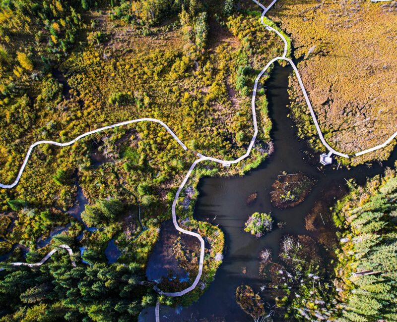 Beaver Boardwalk5 -CR- Hinton Northern Rockies