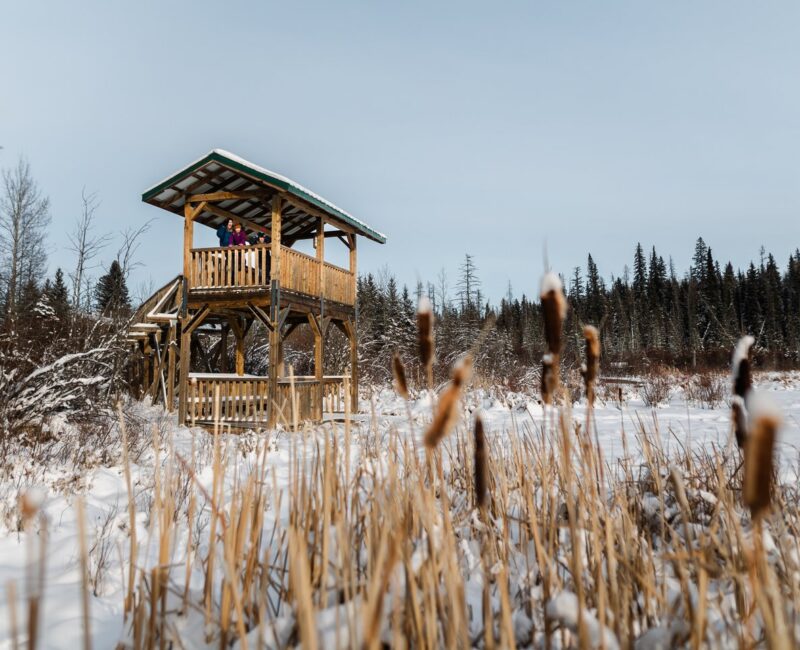Beaver Boardwalk6 -CR- Hinton Northern Rockies