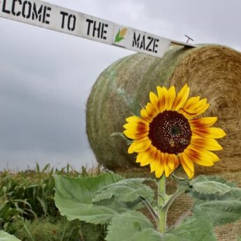 Corn maze and country clutter decor-CR-Website corn maze and ountry clutter decor