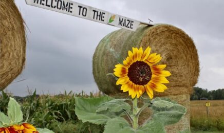 Corn maze and country clutter decor-CR-Website corn maze and ountry clutter decor