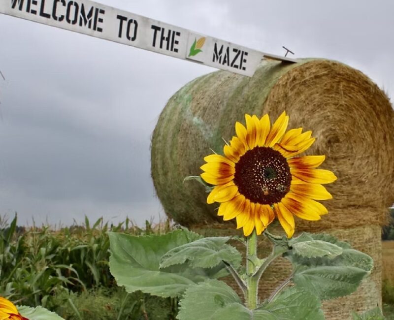 Corn maze and country clutter decor-CR-Website corn maze and ountry clutter decor