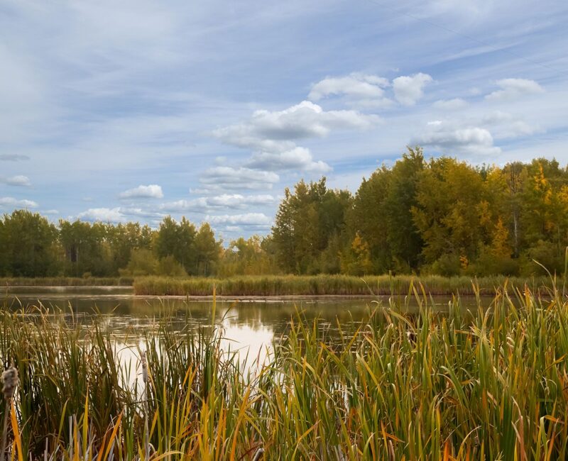 Jack Bird Pond2-CR-website saddle hills