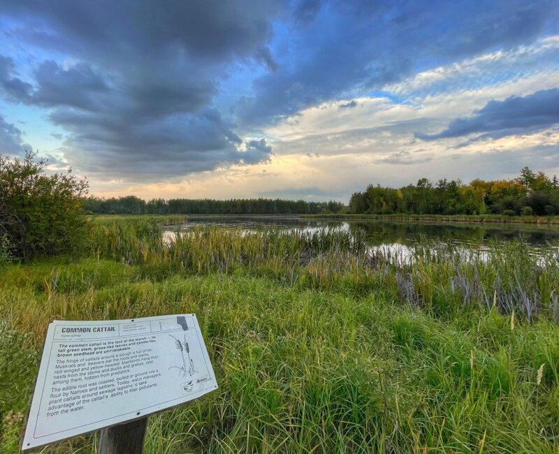 Jack Bird Pond4-CR-website saddle hills