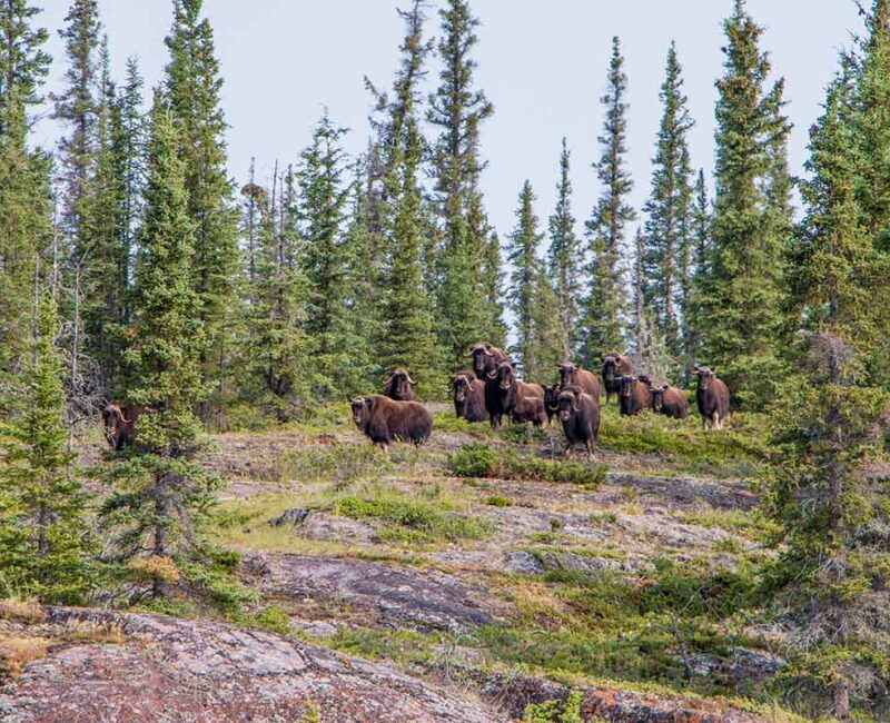 Jackpine paddle-CR-Corey-Myers_Thaidene-Nene_-Muskoxen_July-2018