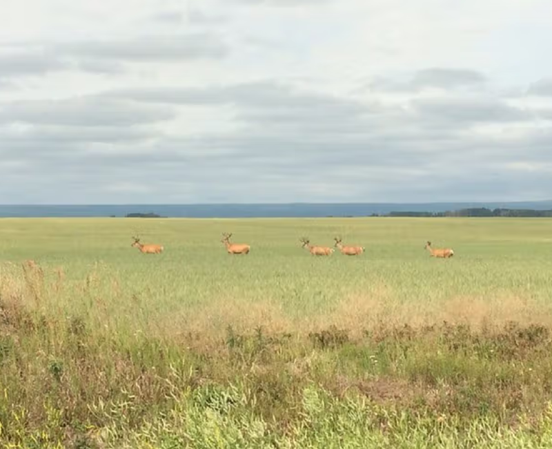 Notikewin Provincial Park4-CR-Webstite travel alberta