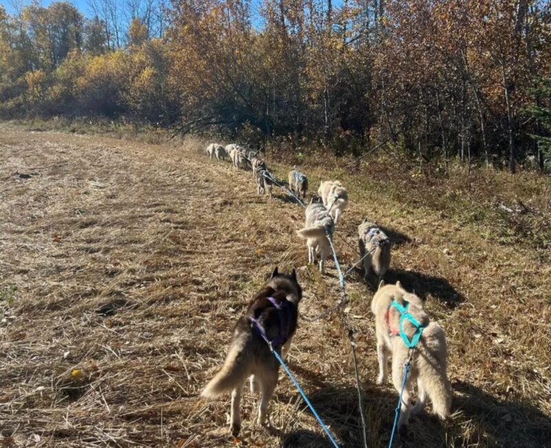 Whirlwind Acres Sled & show dogs-CR-website whirlwind acres