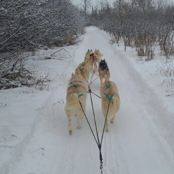 Whirlwind Acres Sled & show dogs2-CR-website whirlwind acres