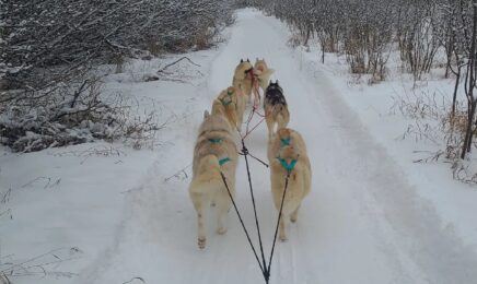 Whirlwind Acres Sled & show dogs2-CR-website whirlwind acres