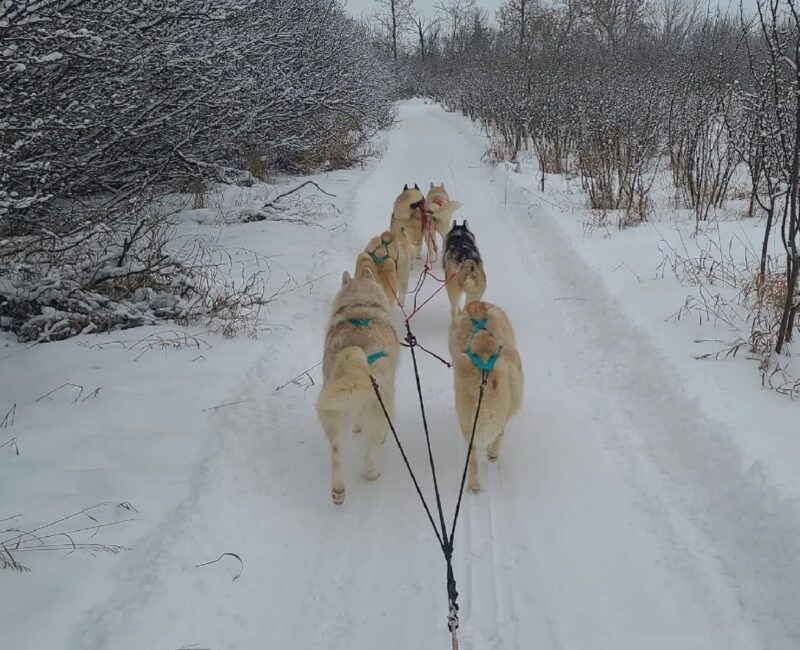 Whirlwind Acres Sled & show dogs2-CR-website whirlwind acres