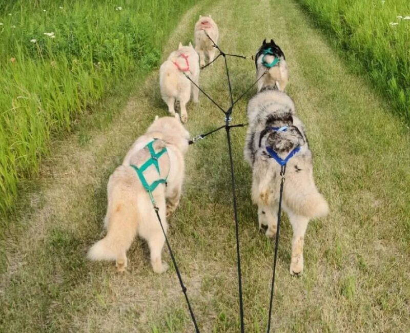 Whirlwind Acres Sled & show dogs3-CR-website whirlwind acres