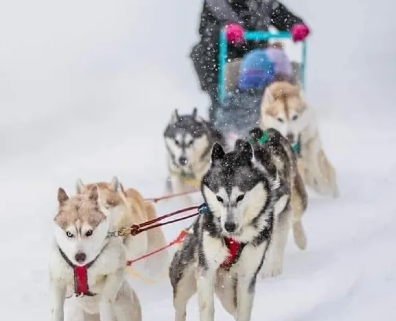 Whirlwind Acres Sled & show dogs4-CR-website whirlwind acres