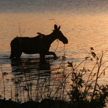 saskatoon-island provincial park -CR-website Alberta park