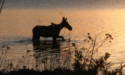 saskatoon-island provincial park -CR-website Alberta park