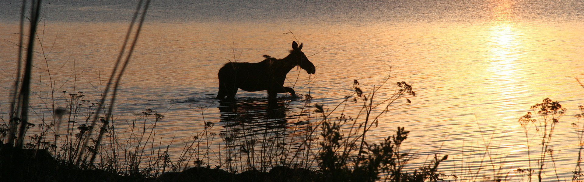 saskatoon-island provincial park -CR-website Alberta park