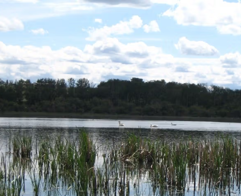 saskatoon-island provincial park3 -CR-website travel alberta