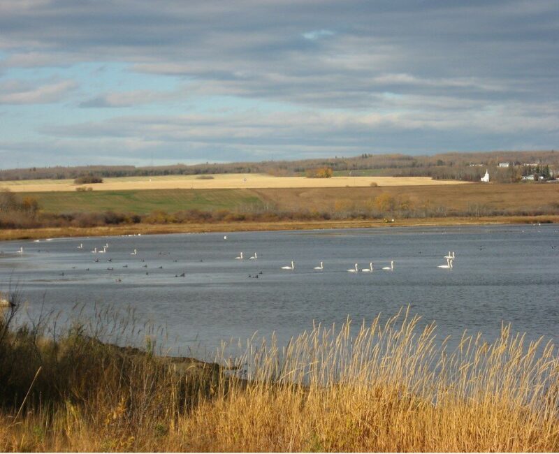 saskatoon-island provincial park4 -CR- Alberta Parks
