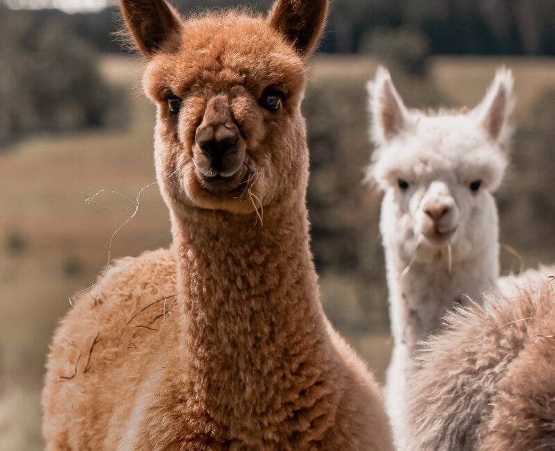 prairie spirit alpacas-CR-facebook