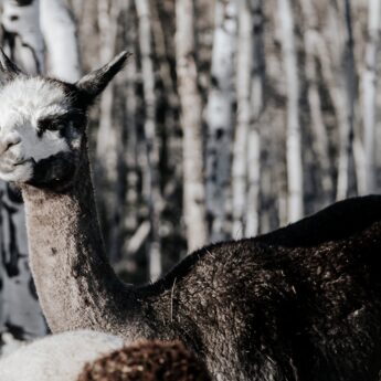 prairie spirit alpacas2-CR-facebook