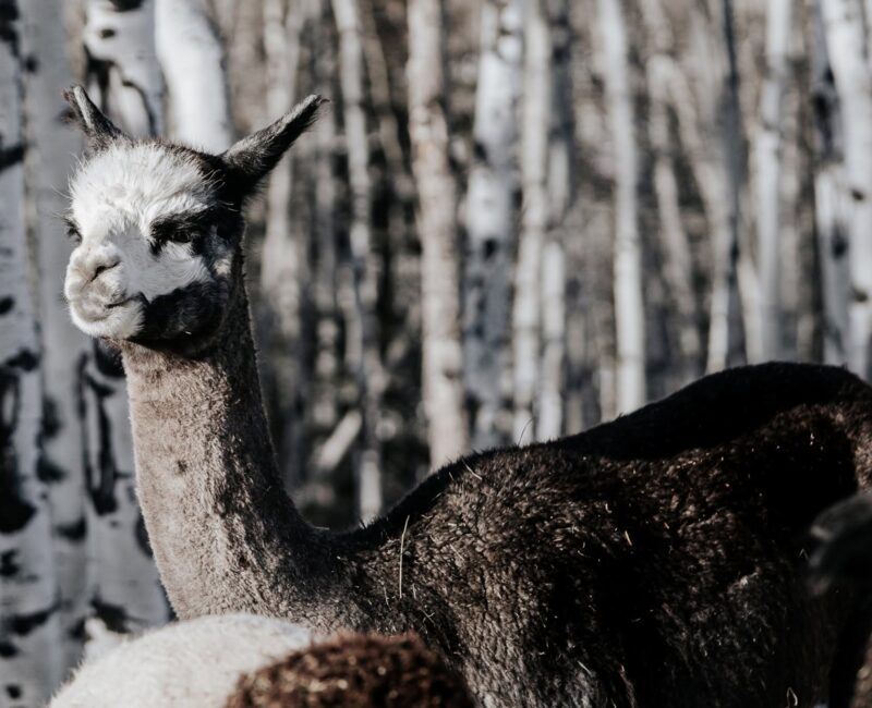 prairie spirit alpacas2-CR-facebook