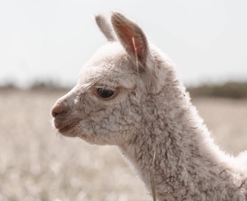 prairie spirit alpacas-CR-facebook